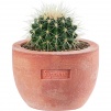 Thumbnail Supreme Poggi Ugo Small Planter