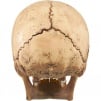 Thumbnail for 4D Model Human Skull