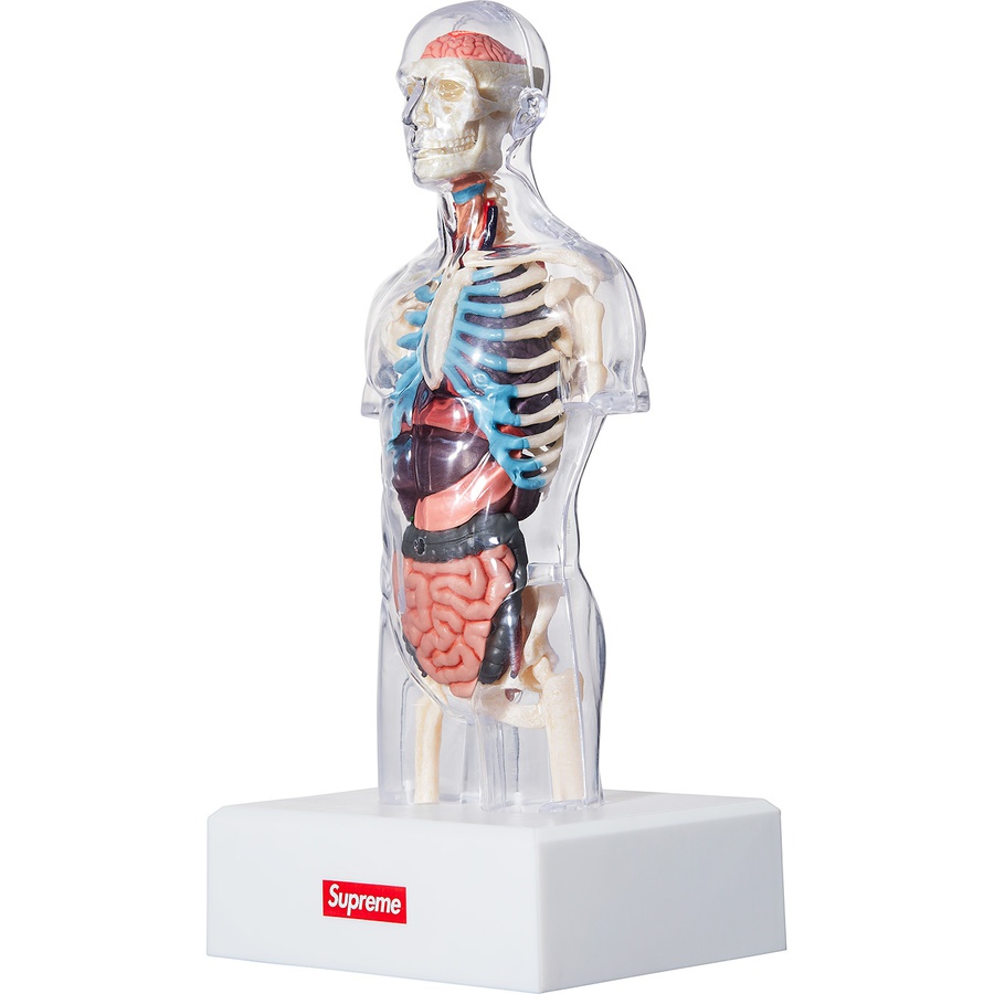 Details on Male Anatomy Model from fall winter
                                            2018 (Price is $46)