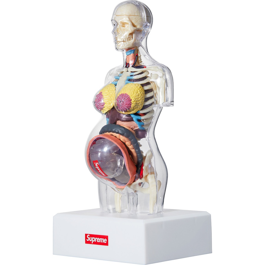 Details on Female Anatomy Model from fall winter
                                            2018 (Price is $46)