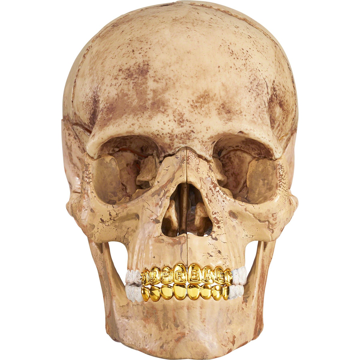 Supreme 4D Model Human Skull for fall winter 23 season