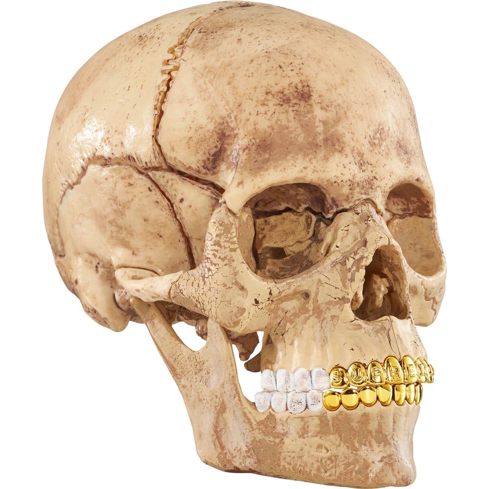 Details on 4D Model Human Skull  from fall winter
                                                    2023 (Price is $48)