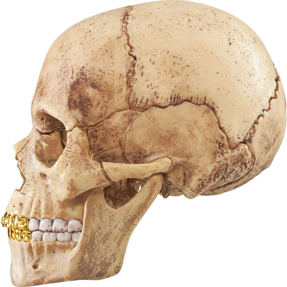 Details on 4D Model Human Skull  from fall winter
                                                    2023 (Price is $48)