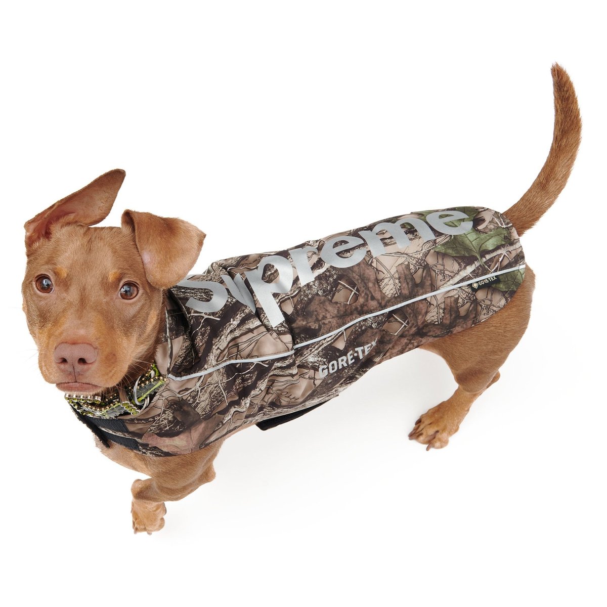 Details on GORE-TEX Dog Jacket TrueTimber® HTC Fall Camo from fall winter
                                                    2024